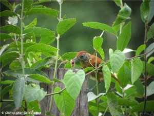 Barred Antshrike (female)