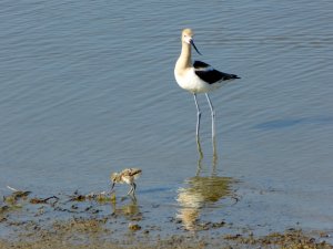 American Avocet with Chick