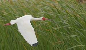 White Ibis