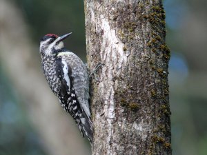 Yellow-bellied Sapsucker