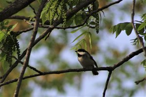 Black-capped Chickadee