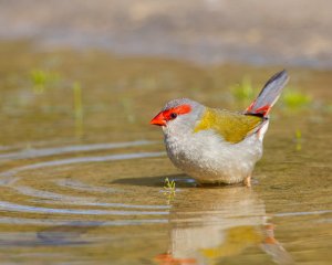 Red-browed Finch (m)