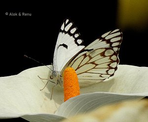 Butterfly-229