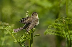 Willow Warbler 3.jpg