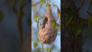 Eurasian Penduline Tit or European Penduline Tit