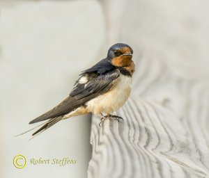 Barn Swallow, Juvenile