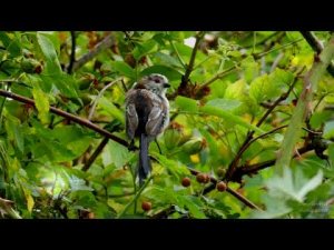 Video of Long-Tailed Tit, Walthamstow Wetlands, London, 08th Aug 2020 - 4K