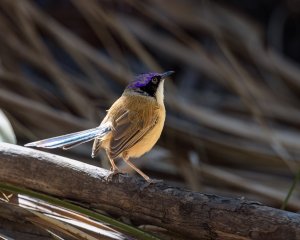 Purple-crowned Fairywren