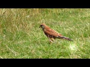 Video of Kestrel, Female, (Falco tinnunculus), Hunting for Insects, Trent Park, London, UK, 13th July 2020
