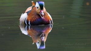 Beautiful Mandarin Duck