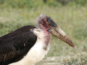 Marabou Stork.jpg