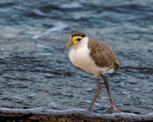 Masked Lapwing (Northern subspecies) (juv)