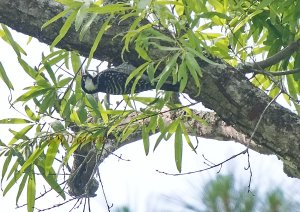 Red-cockaded Woodpecker