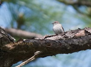 Chipping Sparrow