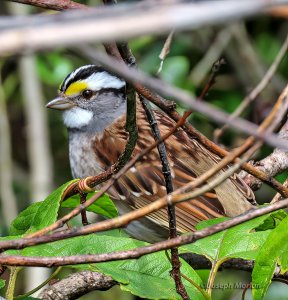 White-throated Sparrow