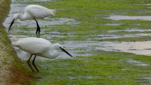Video of Pair of Little Egrets Catching Fish at Walthamstow Wetlands, London, UK