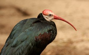 Southern Bald Ibis.jpg