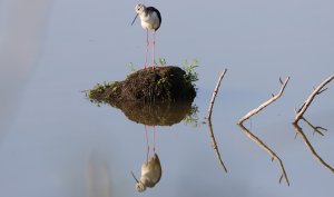 black-winged stilt