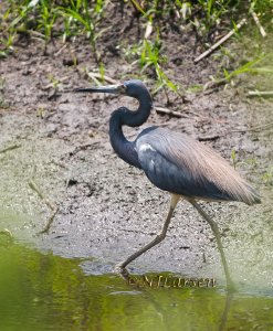 Tricolored Heron