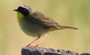 Common yellowthroat