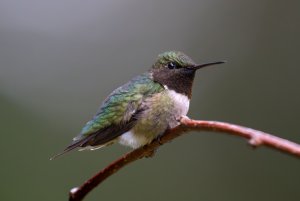 Ruby-throated Hummingbird