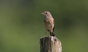 European stonechat