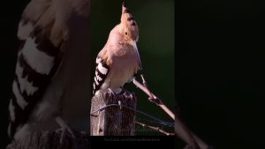 Call of the Eurasian Hoopoe