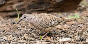 Inca Dove