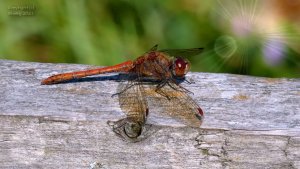 Common Darter Dragonfly, Walthamstow Waterworks Centre Nature Reserve, London, UK, 16th Sept 2021