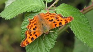 Comma Butterfly - Polygonia C-Album, Walthamstow Marshes, London, UK, June 2017 - 4K