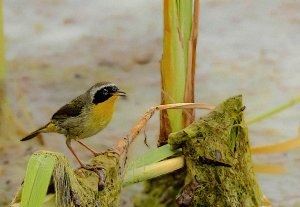 Common Yellowthroat