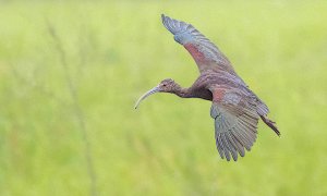 White-faced Ibis