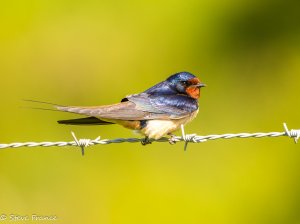 30-05-2023 Swallow 1 (1 of 1).jpg