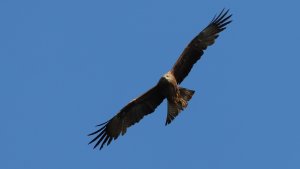 black kite