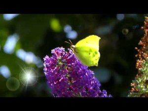 Video of Brimstone Butterfly (Gonepteryx Rhamni) @ Holmesdale Road Nature Reserve, London, UK, 28th Aug 2019