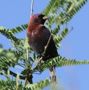 Varied Bunting