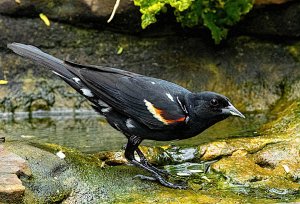 Red-winged Blackbird Showing Leucism