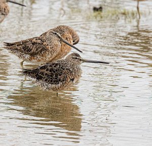 Long-billed Dowitchers