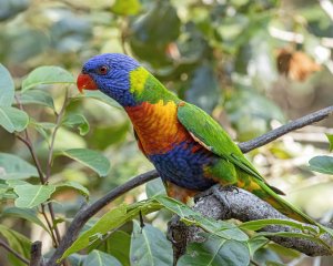 Rainbow Lorikeet