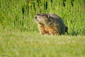 Groundhog