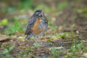 American robin (juvenile)