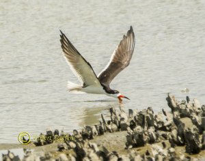 Black Skimmer