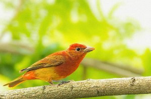 Summer Tanager (2nd summer male)
