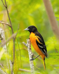 Baltimore Oriole (male)