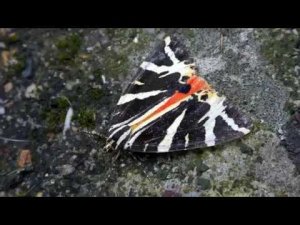 Jersey Tiger Moth (Euplagia Quadripunctaria), London, UK, 19th August 2019