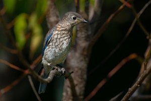 Eastern Bluebird (Juvenile)