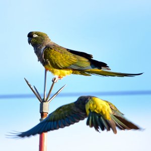 Burrowing Parakeet