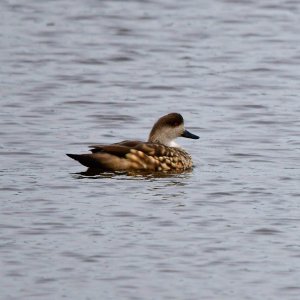 Crested Duck