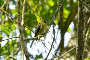 Olive Flycatcher