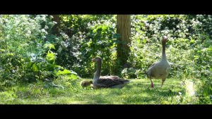 Greylag Geese and Goslings at Walthamstow Wetlands, London, UK, 25th April 2020